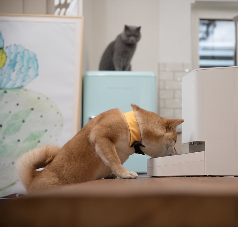 Xiaomi Smart Pet Food Feeder EU